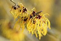 Witch hazel, Hamamelis x intermedia 'Vesna', Close