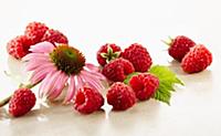 Raspberry, Rubus idaeus cultivar. Several berries 