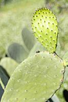 Prickly pear cactus, Opuntia cochenillifera, Side 