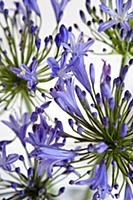 Agapanthus africanus, Blue purple flowers on an um