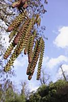 Alder, Alnus lanata, Close view from underneat of 