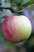 Apple, Malus domestica 'Worcester Pearmain', Close