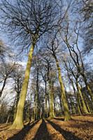 Beech, Fagus sylvatica, Low angle view of a woodla