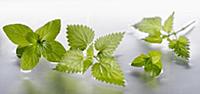 Nettle, Urtica dioica sprigs arranged with pepperm