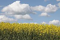 Brassica, Oilseed rape, A mass of yellow flowers a