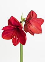 Amaryllis, Hippeastrum 'Red Lion', Two red flowers