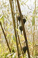 Bamboo, Bambusa cultivar, Rare bamboo fruit hangin