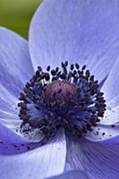 Anemone coronaria cultivar, Close view of centre o