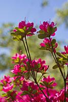 Azalea, Rhododendron 'Ima-Shojo', Underneath view 