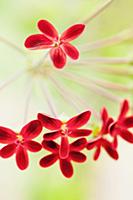 Pelargonium ardens, Close up of small red flowers 