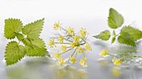 Fennel, Foeniculum vulgare flowering umbel arrange