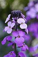 Perennial wallflower, Erysimum 'Bowles Mauve', Clo