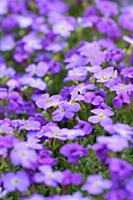 Aubrieta columnae, Close view of masses of small p