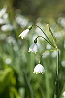 Summer snowflake, Leucojum aestivum, Side view of 