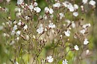 Campion, Lychnis flos-jovis. Side view of many sle