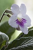 Cape primrose, Streptocarpus 'Myfanwy', One white 