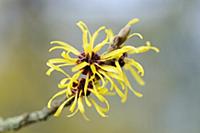 Witch hazel, Hamamelis x intermedia 'Pallida', Clo