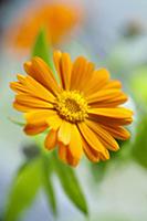 Marigold, Calendula officinalis. Close front view 