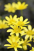 Lesser celandine, Ranunculus ficaria 'Brazen Hussy