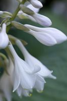 Hosta cultivar, Close up of white pendulous flower