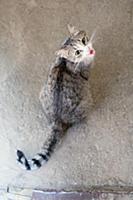 Коты Эрмитажа