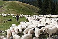 ROMANIA / Wallachia / Bucegi Natural Park / Shepar
