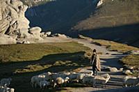 ROMANIA / Wallachia / Bucegi Natural Park / Shepar