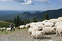 ROMANIA / Wallachia / Bucegi Natural Park / Shepar
