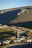 ROMANIA / Wallachia / Bucegi Natural Park / Shepar