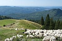ROMANIA / Wallachia / Bucegi Natural Park / Shepar