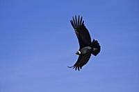 PERU / Arequipa / Colca Canyon / Cruz del Condor /