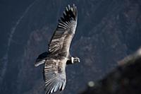 PERU / Arequipa / Colca Canyon / Cruz del Condor /
