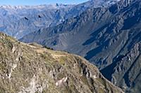 PERU / Arequipa / Colca Canyon / Cruz del Condor /