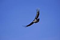 PERU / Arequipa / Colca Canyon / Cruz del Condor /