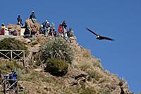 PERU / Arequipa / Colca Canyon / Cruz del Condor /
