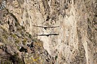 PERU / Arequipa / Colca Canyon / Cruz del Condor /