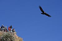 PERU / Arequipa / Colca Canyon / Cruz del Condor /