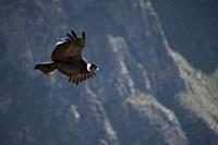PERU / Arequipa / Colca Canyon / Cruz del Condor /