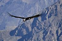 PERU / Arequipa / Colca Canyon / Cruz del Condor /