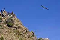 PERU / Arequipa / Colca Canyon / Cruz del Condor /