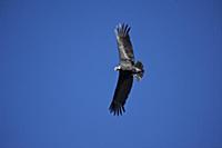 PERU / Arequipa / Colca Canyon / Cruz del Condor /