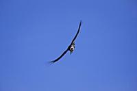 PERU / Arequipa / Colca Canyon / Cruz del Condor /