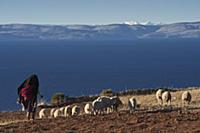 PERU / Puno / Lake Titicaca / Amantani Island / Qu