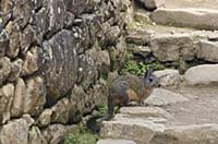 PERU / Cusco / Urubamba Valley / Viscacha (Lagidiu