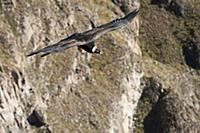 PERU / Arequipa / Colca Canyon / Cruz del Condor /