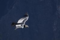 PERU / Arequipa / Colca Canyon / Cruz del Condor /