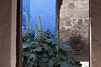PERU / Arequipa / Santa Catalina Monastery

© Ol