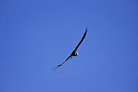 PERU / Arequipa / Colca Canyon / Cruz del Condor /