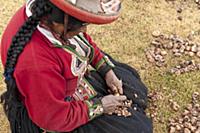 PERU / Cusco / Urubamba Valley / Chinchero / Quech