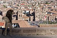PERU / Cusco / Dog views across historic town of C